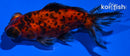 4" TELESCOPE FANTAIL GOLDFISH