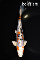 7.75" HEISEI NISHIKI