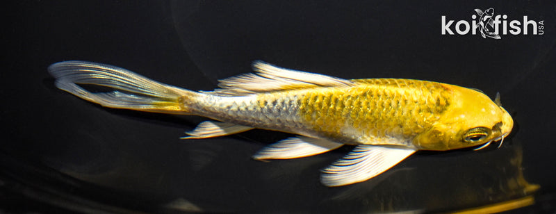 5.75" GINRIN KUJAKU BUTTERFLY