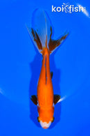 6.5" WATONAI GOLDFISH