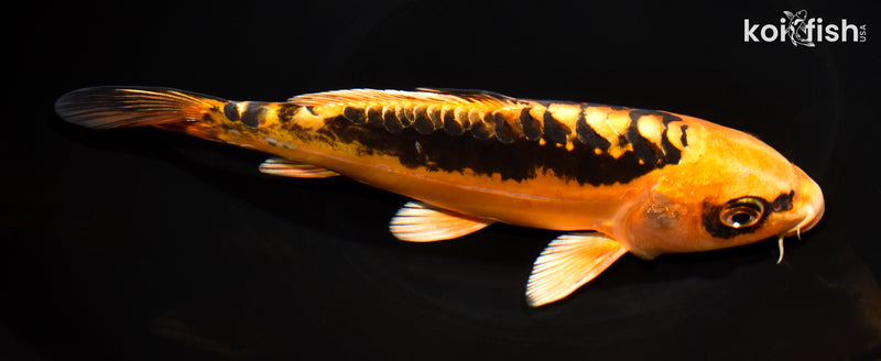 8" BENI KIKOKURYU