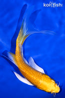 6" GINRIN YAMABUKI OGON BUTTERFLY