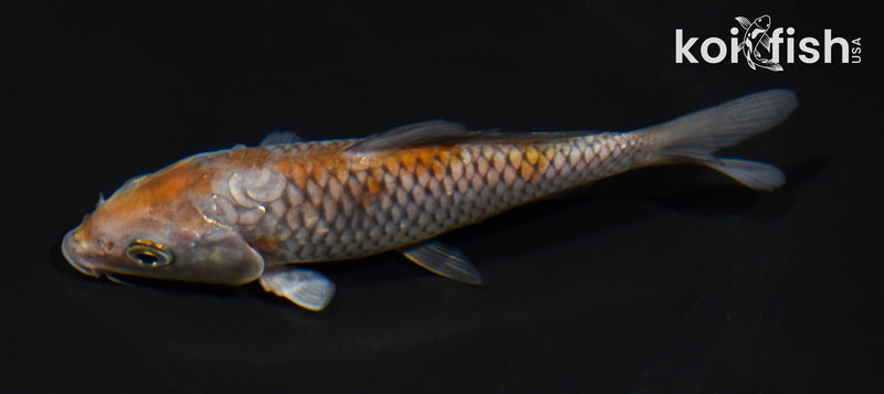 5.25" OCHIBA SHIGURE