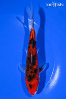 6" AKA SANKE
