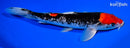 12" GOSHIKI