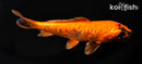 6" KIN HI UTSURI