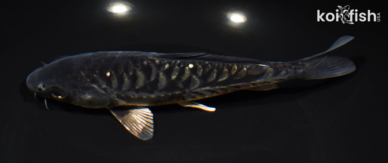 7.25" ARAGOKE BENI KIKOKURYU