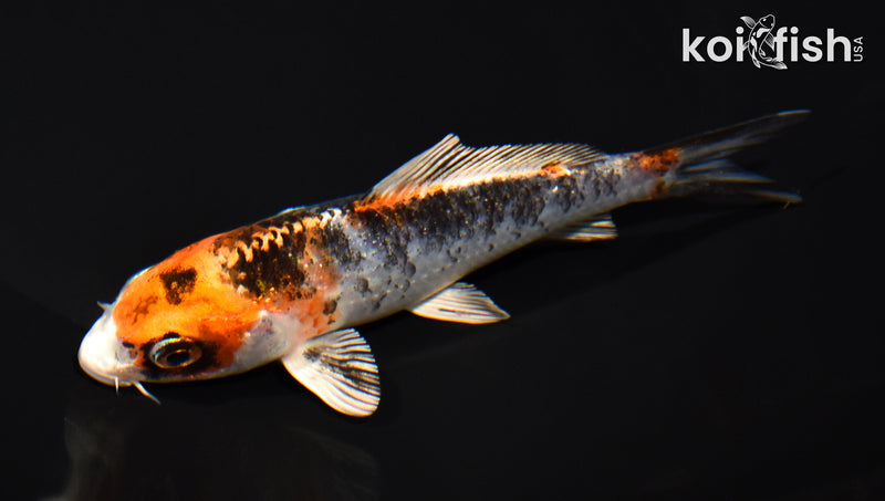 5" YAMATO NISHIKI