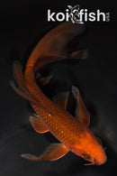 6.75" CHAGOI BUTTERFLY