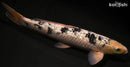 14" GINRIN SHIRO BEKKO