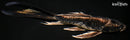 8.25" KIKOKURYU BUTTERFLY
