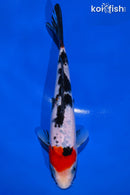 7.5" SANKE