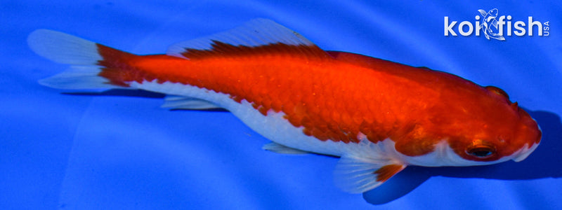 6" HIBUNA GOLDFISH