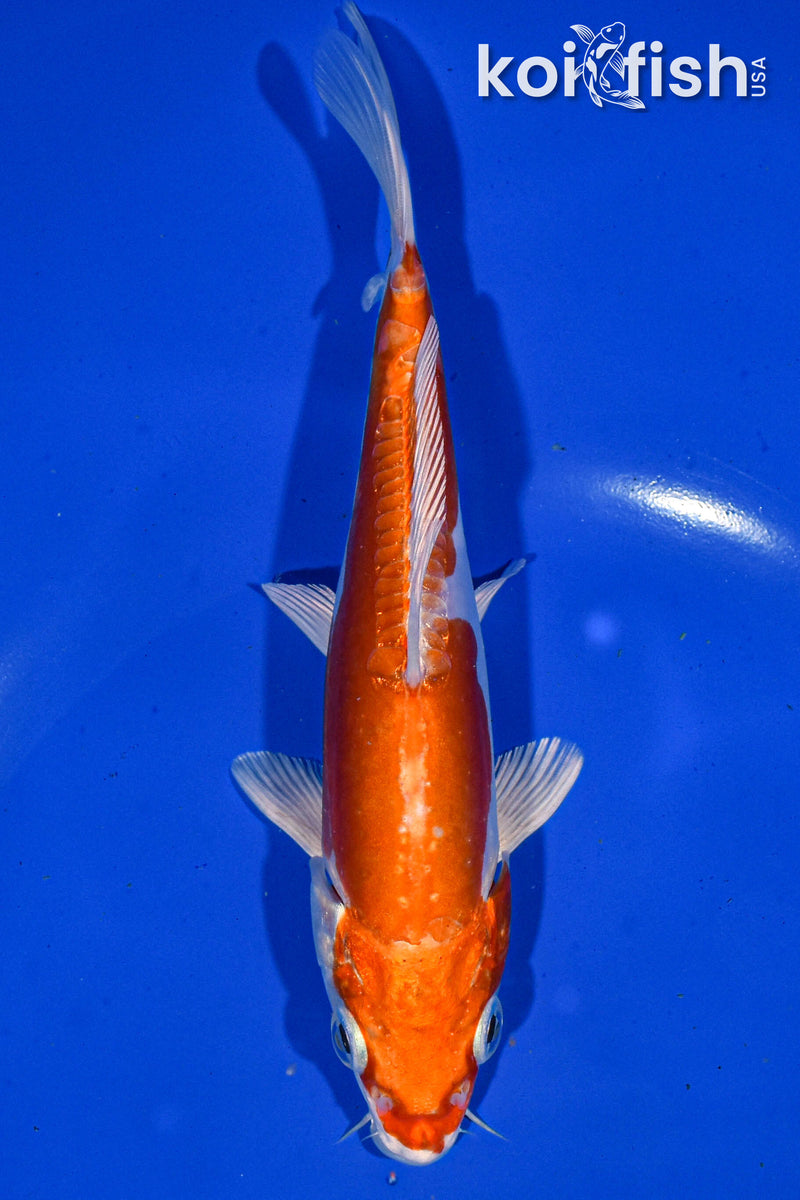 6.5" KIKUSUI