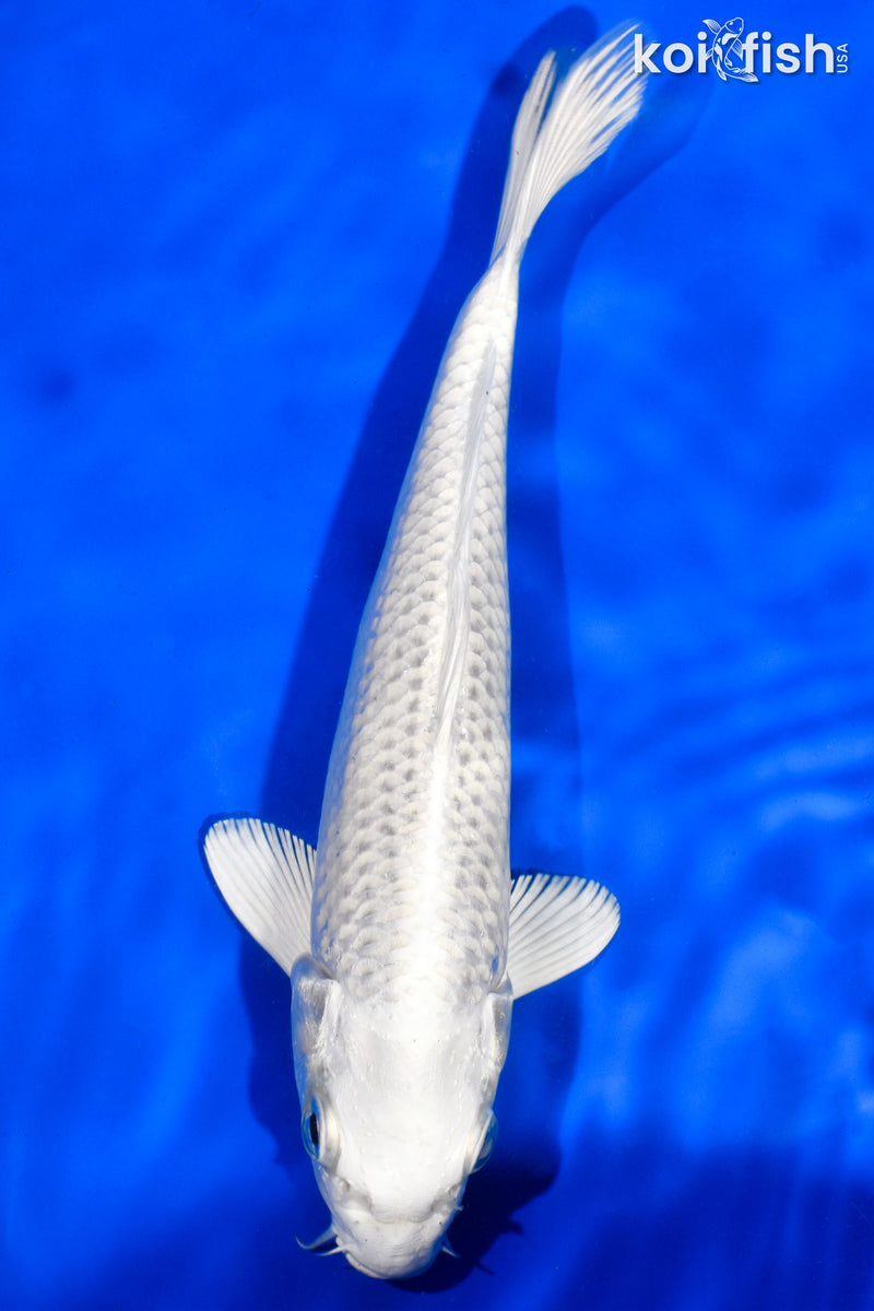 7.5" PLATINUM OGON
