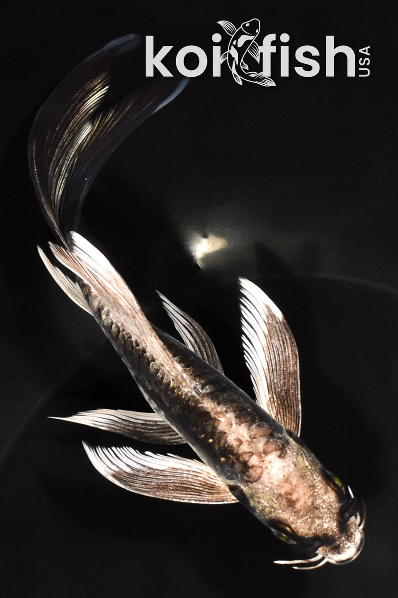 6.5" KIKOKURYU BUTTERFLY