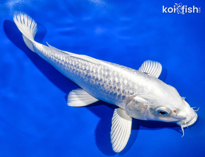 9" GINRIN PLATINUM OGON