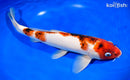 12.75" GOROMO