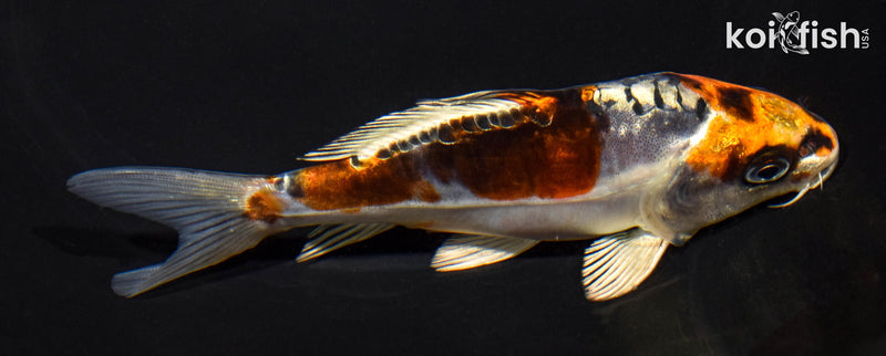 5.25" BENI KIKOKURYU