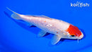 7" GINRIN TANCHO KOHAKU