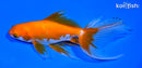 6.5" WATONAI GOLDFISH