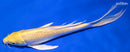 8" YAMABUKI OGON BUTTERFLY