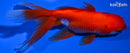 5.5" ORANDA GOLDFISH