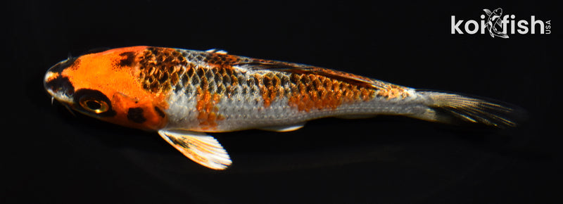 5" GINRIN BENI GINGA