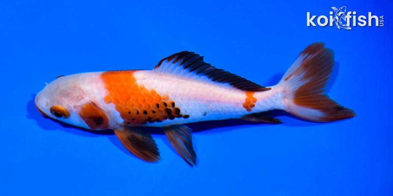 5.25" WAKIN GOLDFISH