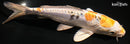 8.75" HEISEI NISHIKI