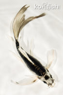 9" KIKOKURYU BUTTERFLY
