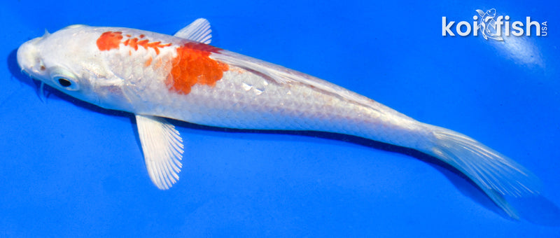5" HARIWAKE