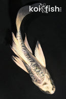 4" GINRIN KIKOKURYU BUTTERFLY