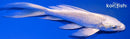5.25" PLATINUM OGON BUTTERFLY
