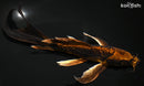 8" BENI KIKOKURYU BUTTERFLY
