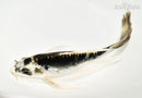 9" KIKOKURYU BUTTERFLY