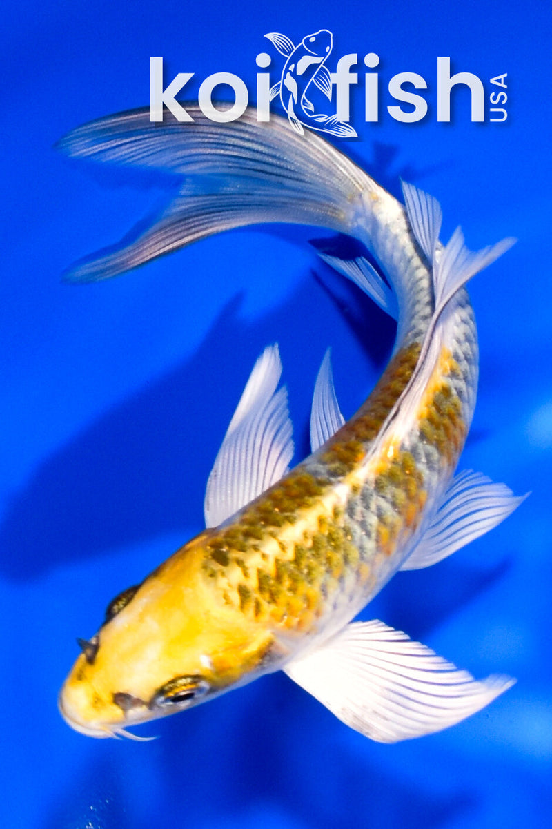 5.5" KUJAKU BUTTERFLY