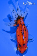 5" CALICO TELESCOPE FANTAIL GOLDFISH