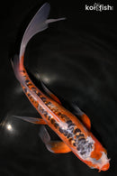 10.5" HI SHUSUI BUTTERFLY