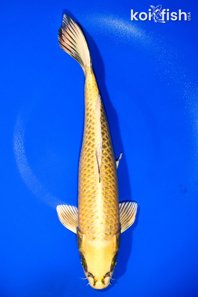 13" KI MATSUBA