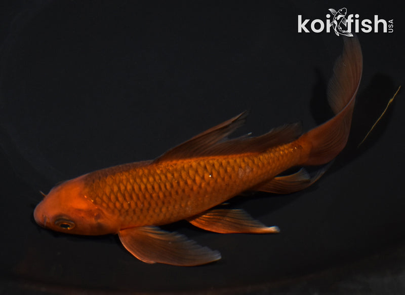 6.75" CHAGOI BUTTERFLY