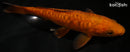6.75" DOITSU CHAGOI