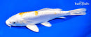 8.25" DOITSU LEMON HARIWAKE
