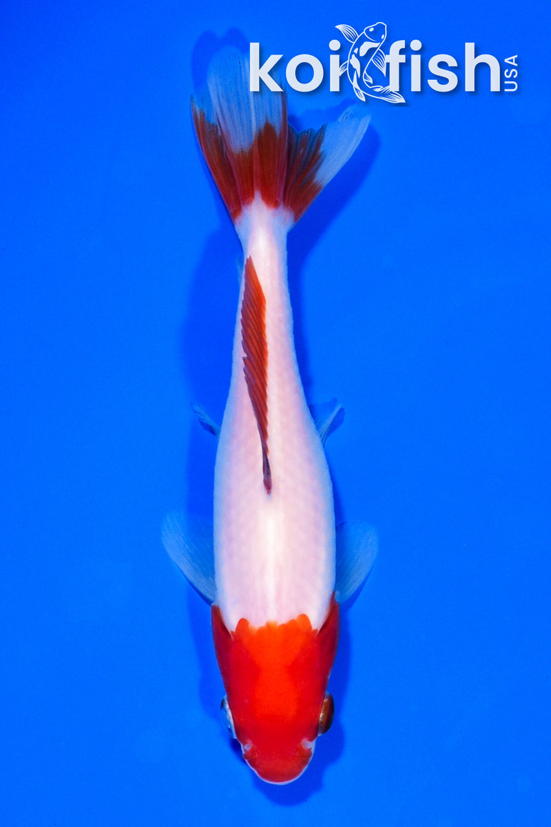 5" SARASA WAKIN GOLDFISH