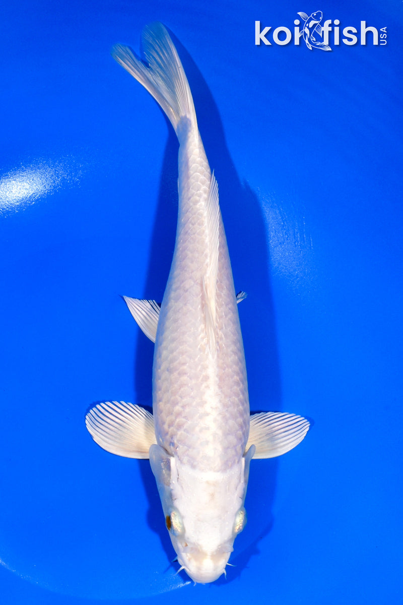 10" PLATINUM OGON