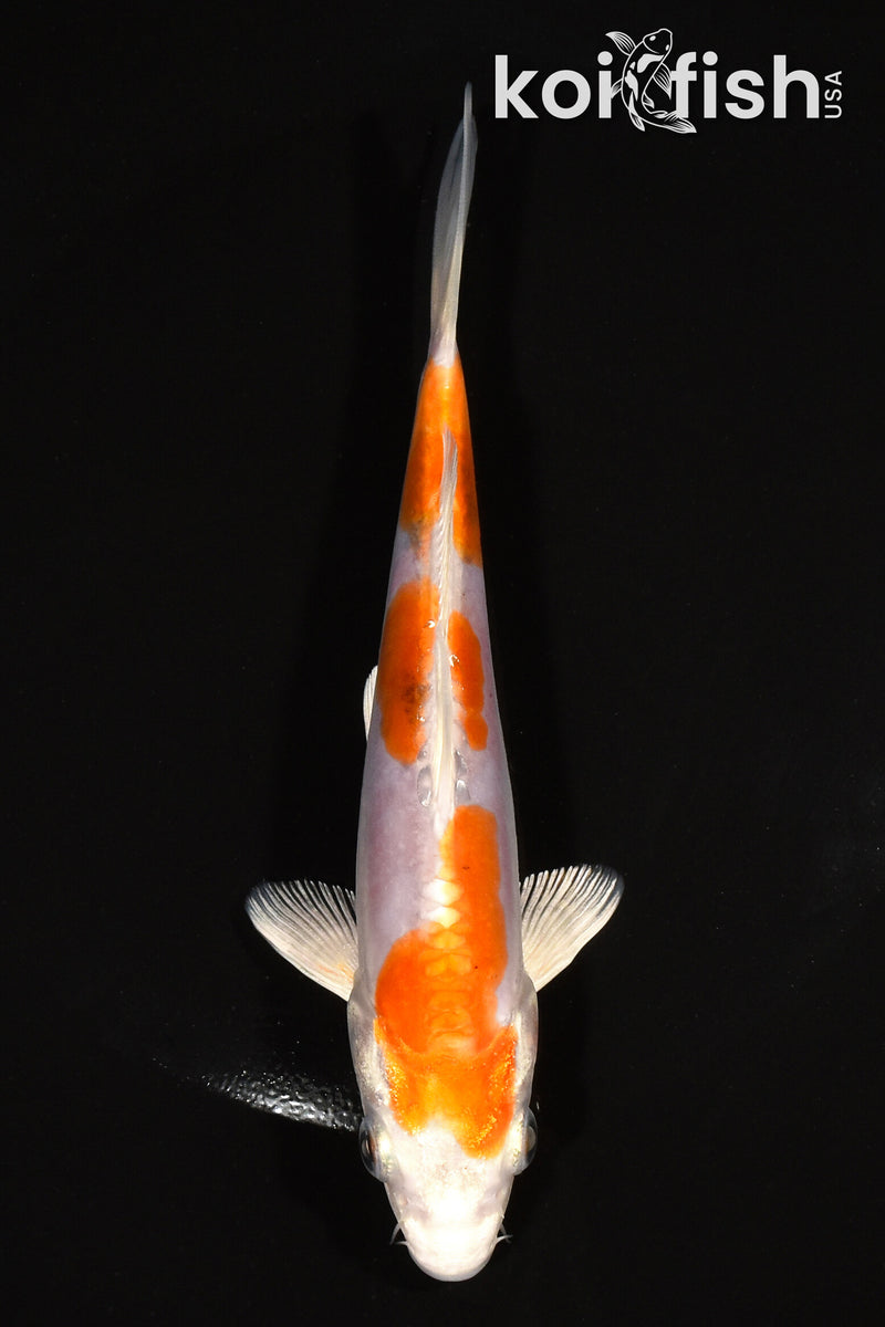 6.5" KIKUSUI