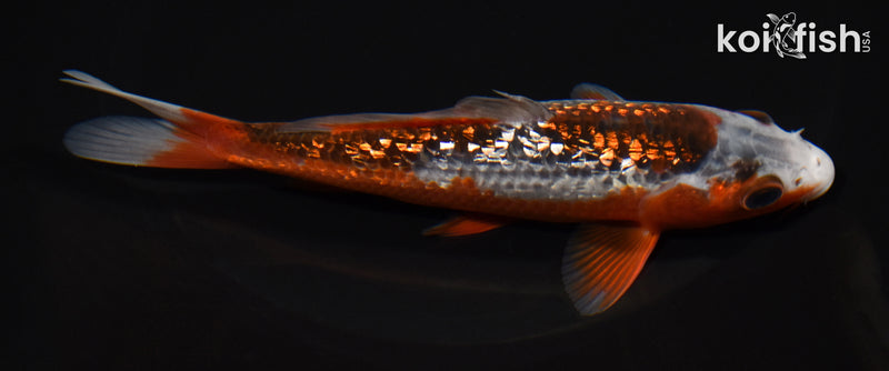 5.75" GINRIN HI ASAGI