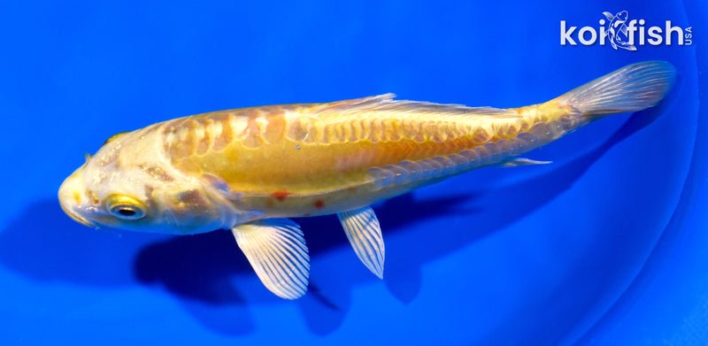 6.75" DOITSU YAMBUKI OGON
