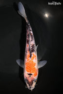 8" BENI MATSUKAWABAKE