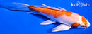 6" HARIWAKE BUTTERFLY